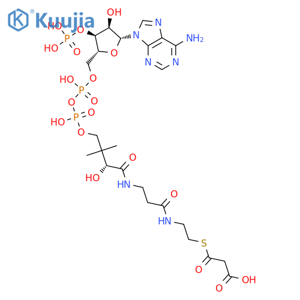 Coenzyme A, S-(hydrogen propanedioate) structure